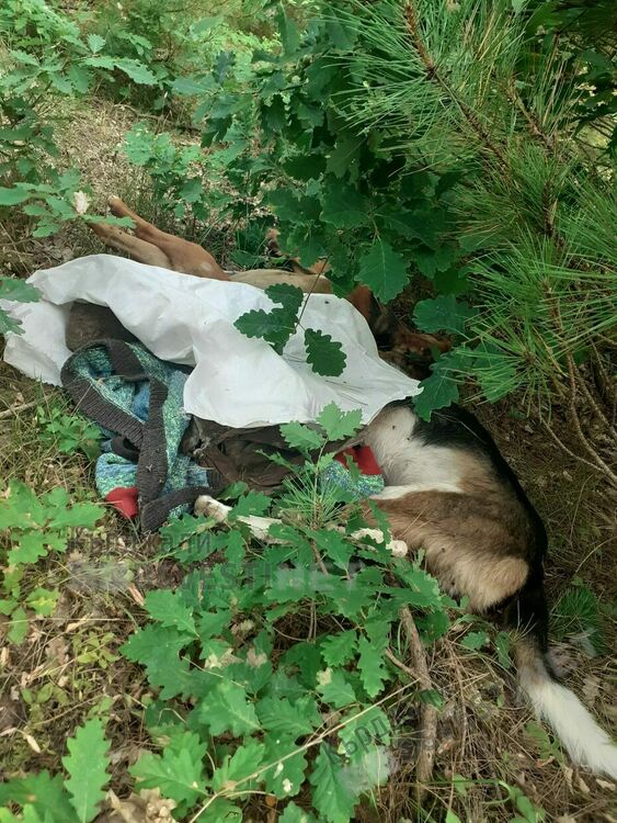 Двойно убийство на беззащитни кучета в Рани лист,полицията е на място и го разследва