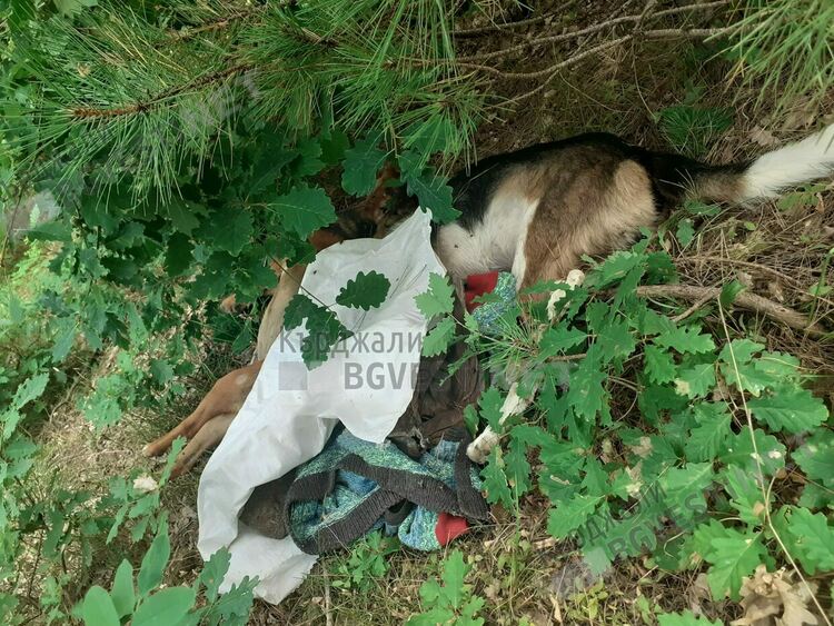 Двойно убийство на беззащитни кучета в Рани лист,полицията е на място и го разследва