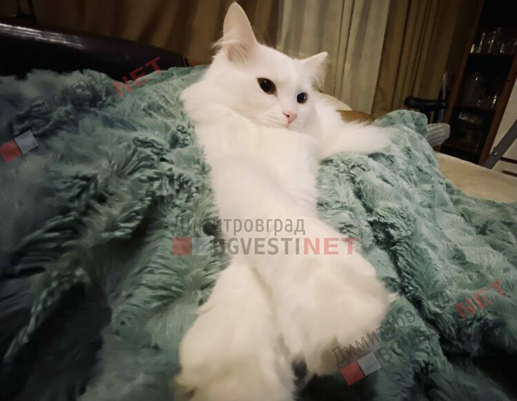 Днес 10 август е световеният ден на мързела 