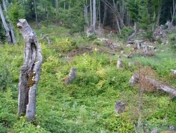 Спорът за Голямата гора - кървав сблъсък между бряговци и драгойновци