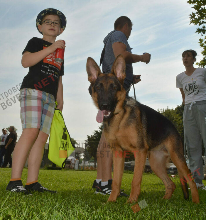 Десетки германски овчарки на изложба в Димитровград 