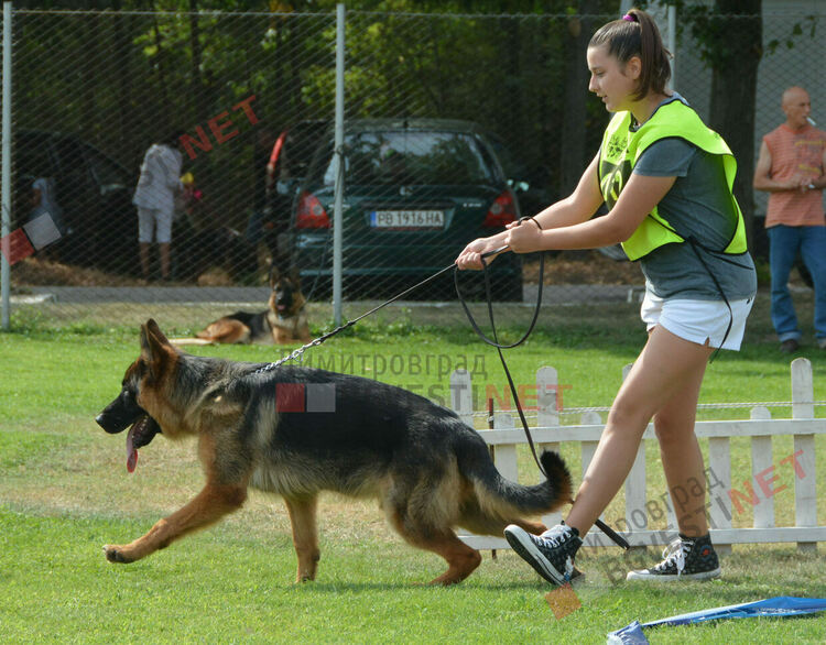 Десетки германски овчарки на изложба в Димитровград 
