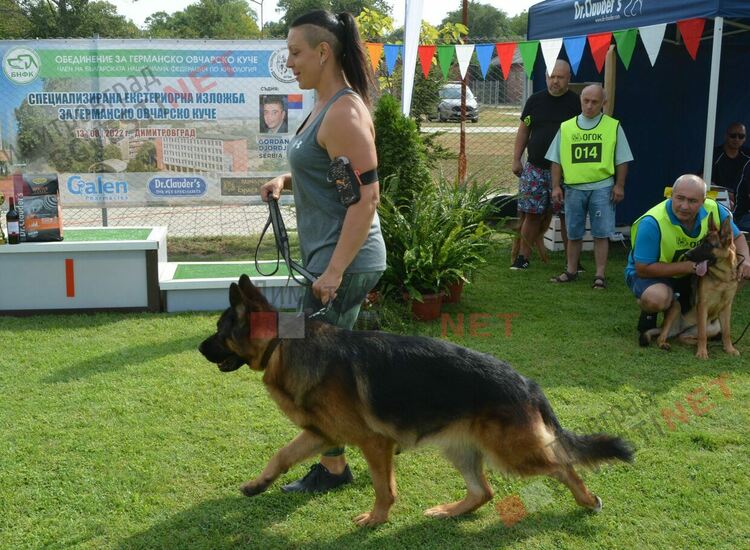Десетки германски овчарки на изложба в Димитровград 