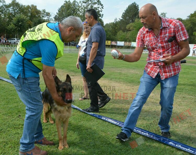 Десетки германски овчарки на изложба в Димитровград 