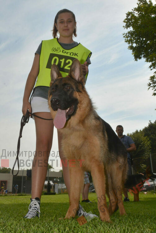 Десетки германски овчарки на изложба в Димитровград 