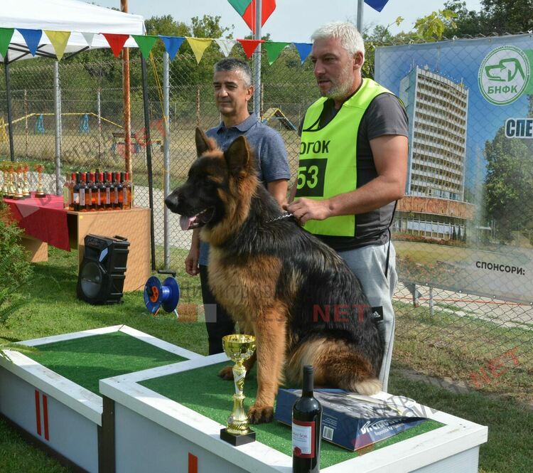 Десетки германски овчарки на изложба в Димитровград 
