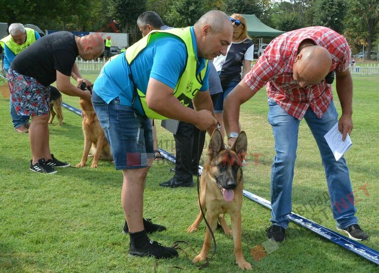 Десетки германски овчарки на изложба в Димитровград 