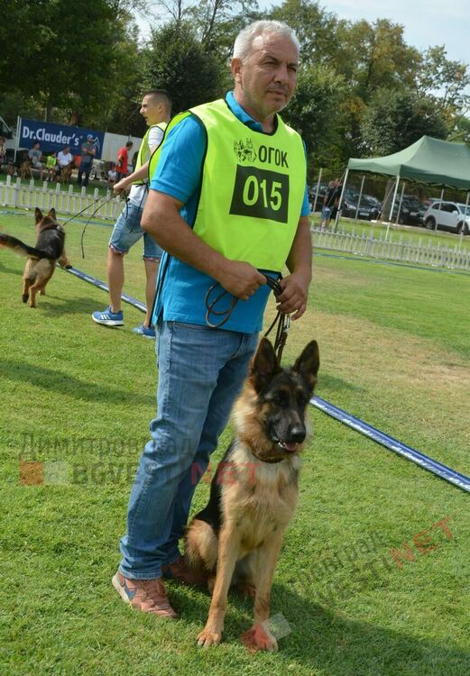 Десетки германски овчарки на изложба в Димитровград 