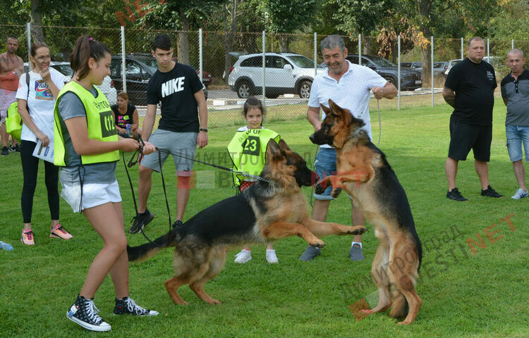 Десетки германски овчарки на изложба в Димитровград 