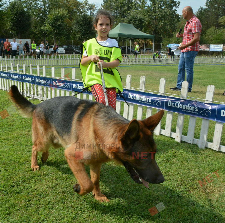 Десетки германски овчарки на изложба в Димитровград 