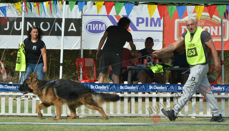 Десетки германски овчарки на изложба в Димитровград 