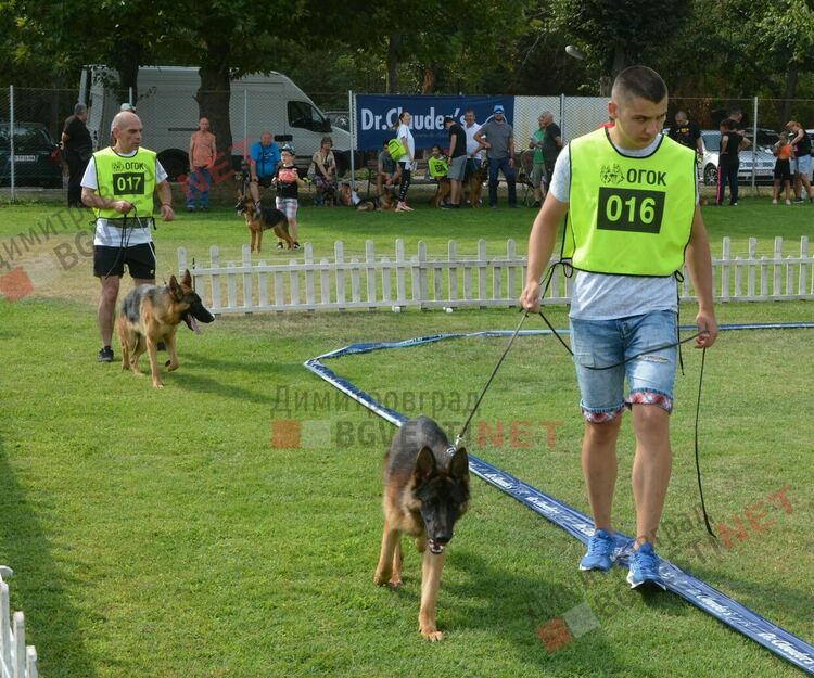 Десетки германски овчарки на изложба в Димитровград 