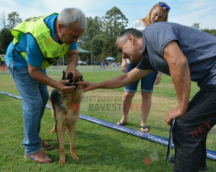 Десетки германски овчарки на изложба в Димитровград 
