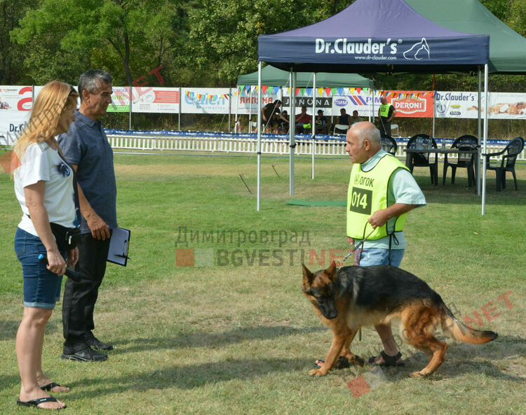 Десетки германски овчарки на изложба в Димитровград 