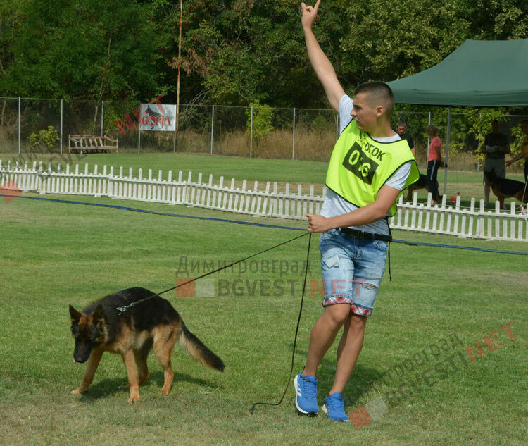 Десетки германски овчарки на изложба в Димитровград 