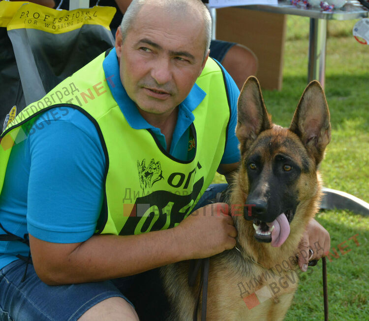 Десетки германски овчарки на изложба в Димитровград 