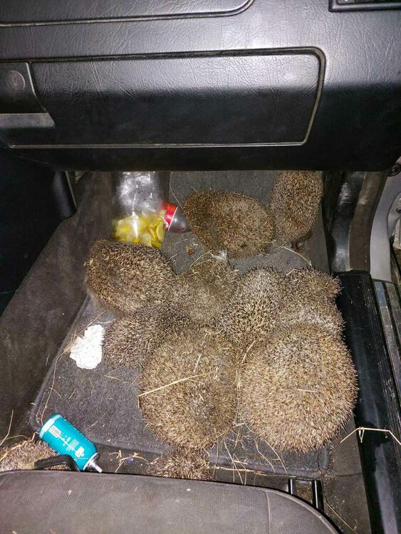 снимка: РИОСВ-Хасково