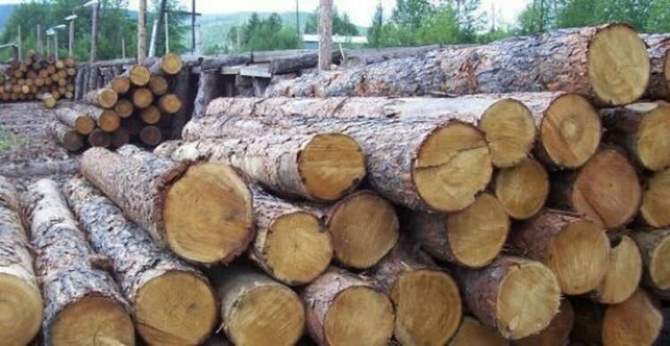 Служебният министър на земеделието забрани износа на дървесина за три месеца
