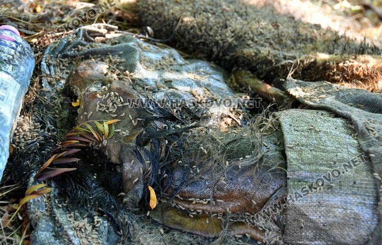 Трупове на домашни любимци усмърдяха „Кенана“, хасковлии искат гробище