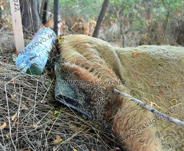 Трупове на домашни любимци усмърдяха „Кенана“, хасковлии искат гробище