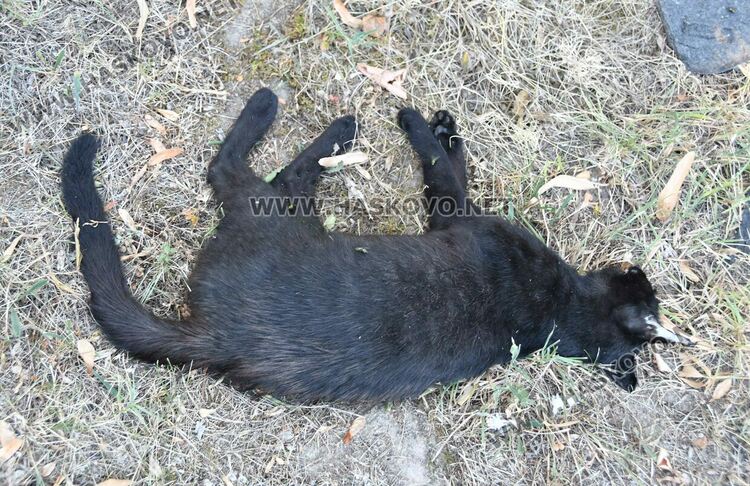 Трупове на домашни любимци усмърдяха „Кенана“, хасковлии искат гробище