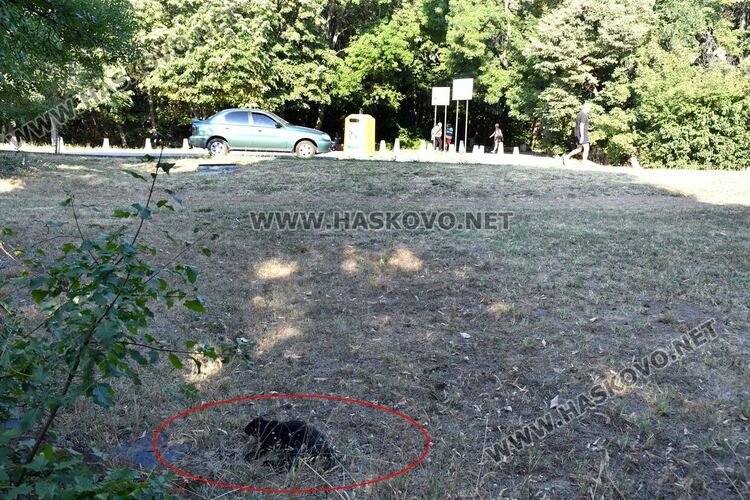 Трупове на домашни любимци усмърдяха „Кенана“, хасковлии искат гробище