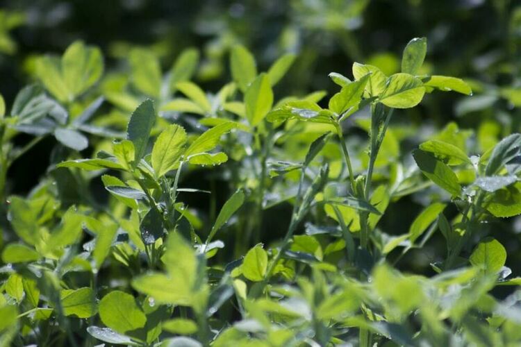 Учени отгледаха люцерна в марсианска почва