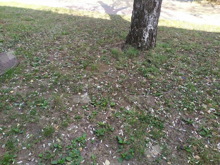 Килим от фасове на бул.”България”,гласовити кърджалийци си изхвърлят угарките през балкона