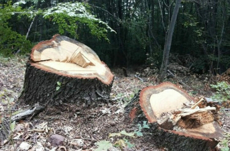 Откриха незаконна сеч край с.Търън