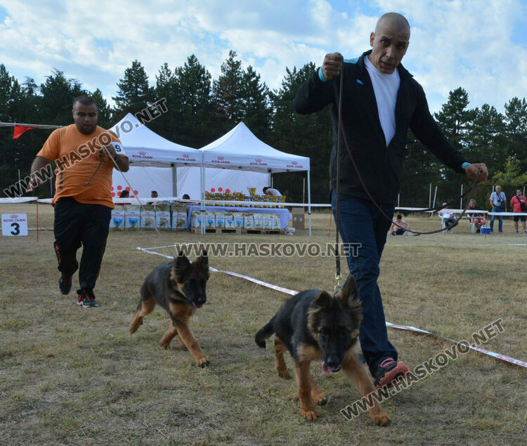 101 немски овчарки от Сърбия, България и Гърция гастролираха в Хасково