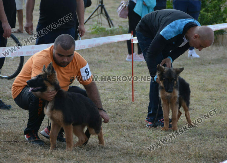 101 немски овчарки от Сърбия, България и Гърция гастролираха в Хасково