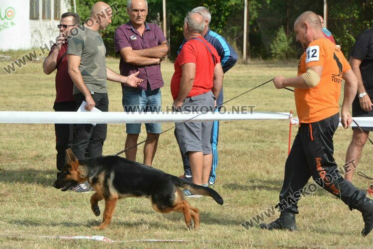 101 немски овчарки от Сърбия, България и Гърция гастролираха в Хасково