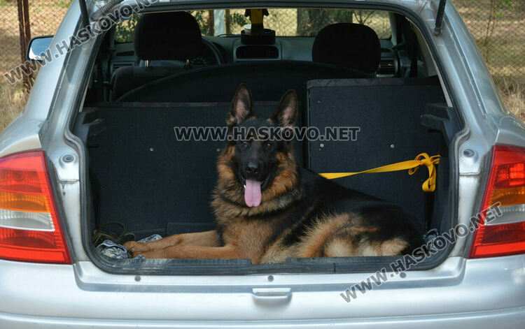 101 немски овчарки от Сърбия, България и Гърция гастролираха в Хасково