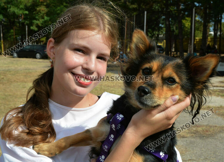 101 немски овчарки от Сърбия, България и Гърция гастролираха в Хасково