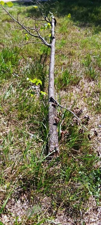 Вандали прекършват дръвчета напук на опитите за озеленяване в парковете на Кърджали