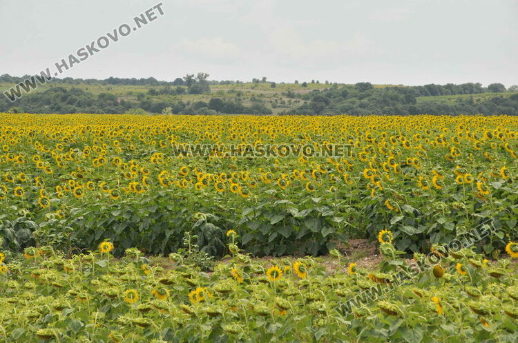 Рекордна септемврийска жега в Хасково