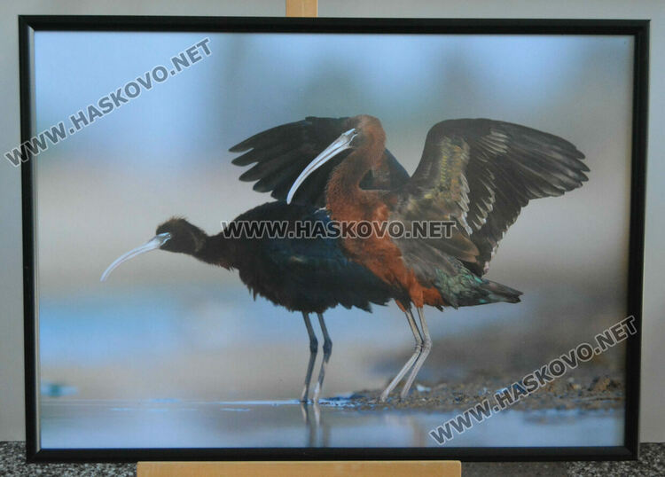 Изложба запознава учениците в ПГЛП „Райна Княгиня“ с животинския свят  по поречието на р.Марица