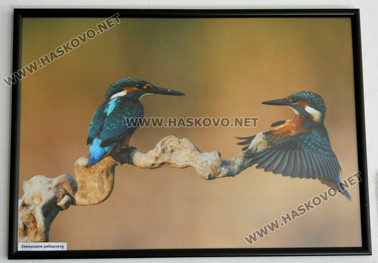 Изложба запознава учениците в ПГЛП „Райна Княгиня“ с животинския свят  по поречието на р.Марица