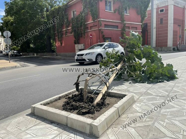 Вятърът счупи млада топола и клони от дървета в Хасково
