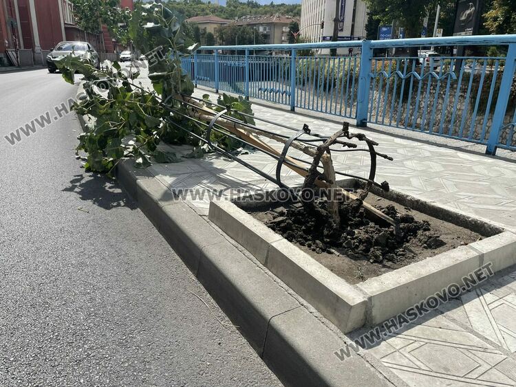 Вятърът счупи млада топола и клони от дървета в Хасково