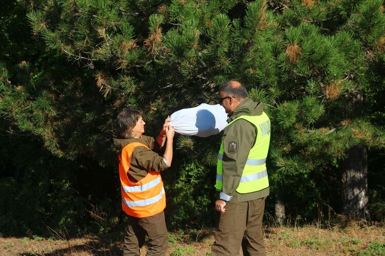 Напръскаха от хеликоптер срещу борова процесионка горски масиви