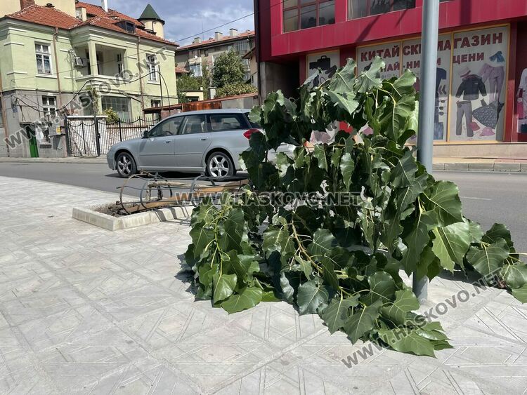Вятърът счупи млада топола и клони от дървета в Хасково