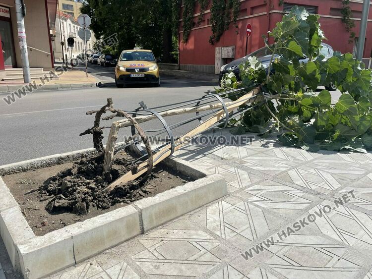 Вятърът счупи млада топола и клони от дървета в Хасково