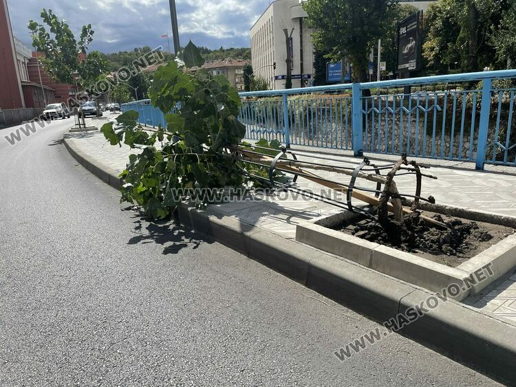 Вятърът счупи млада топола и клони от дървета в Хасково