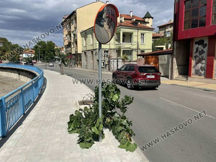 Вятърът счупи млада топола и клони от дървета в Хасково