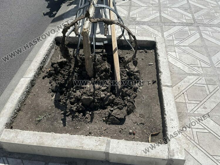 Вятърът счупи млада топола и клони от дървета в Хасково