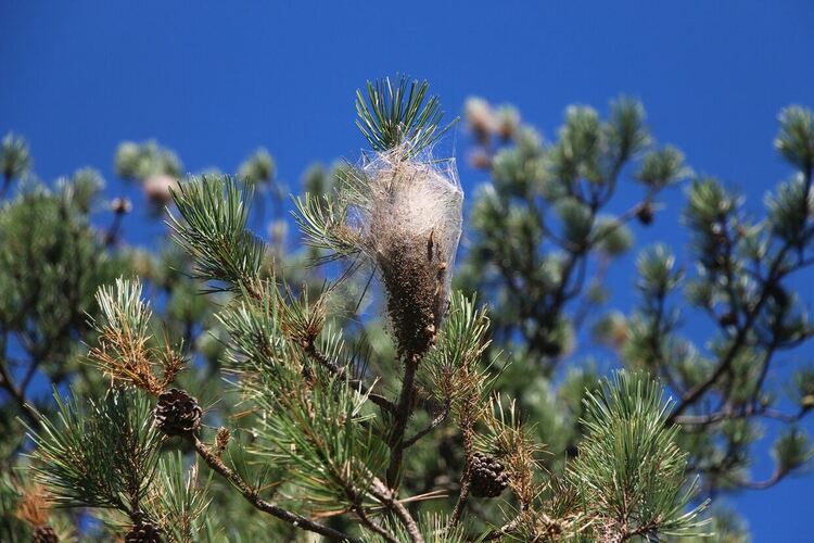 Напръскаха от хеликоптер срещу борова процесионка горски масиви