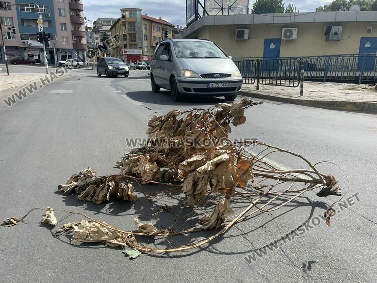 Вятърът счупи млада топола и клони от дървета в Хасково