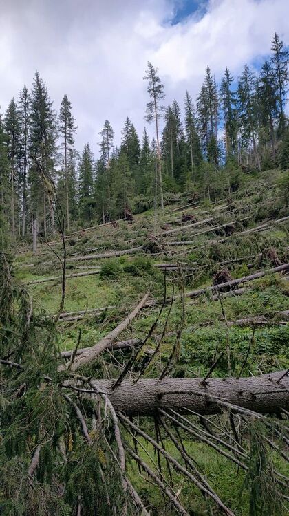 Над 100-годишни борови и смърчови гори пострадаха от вихъра в събота