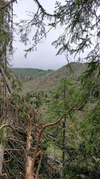 Над 100-годишни борови и смърчови гори пострадаха от вихъра в събота